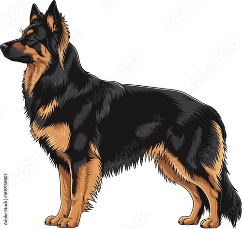Bohemian Shepherd dog standing side profile view illustration