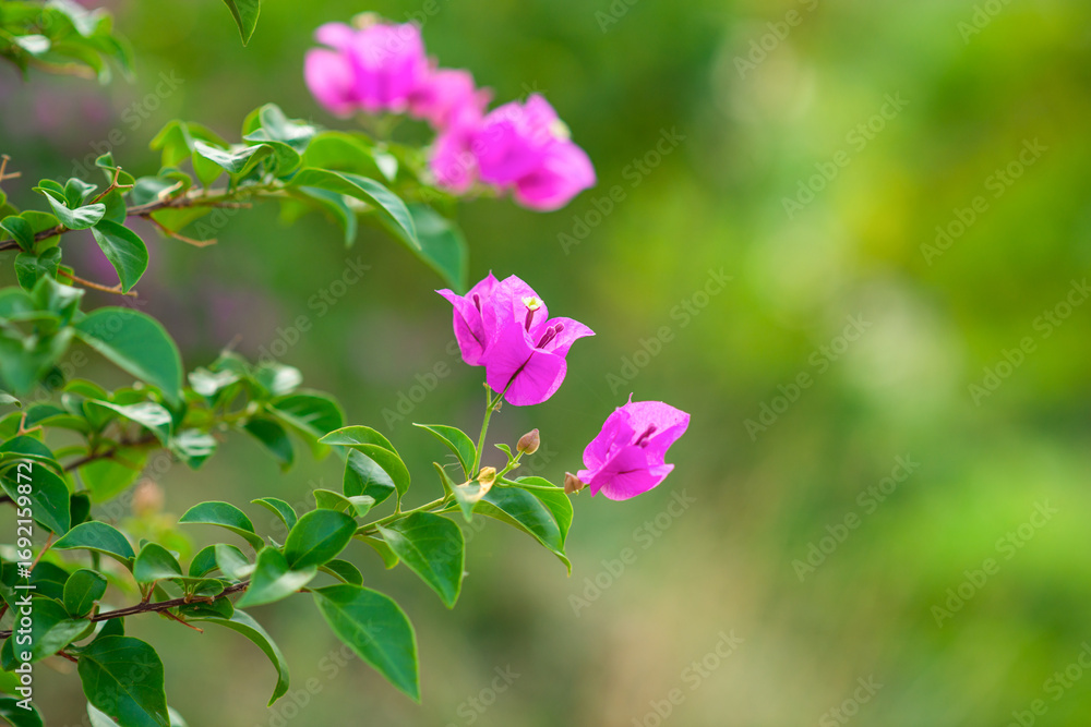 Fototapeta premium pink flowers on the tree, on the side, in the park, are a beautiful nature.
