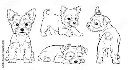 Four adorable Yorkshire Terrier puppies in black and white sketch style with copy space