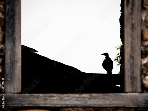 The eerie and sinister silhouette of a crow is seen backlit through the glassless window with wooden frames and stone walls of what remains of an old ruined village house