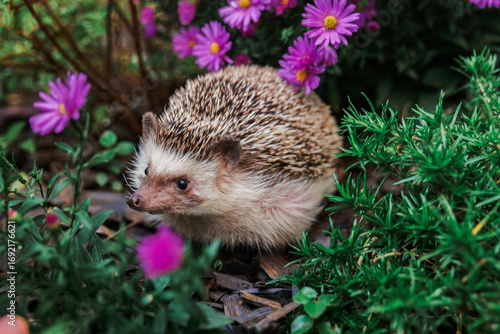 Cute hedgehog face among purple chrysanthemums. small hedgehog enjoying the outdoors surrounded by vibrant purple blooms.prickly pet on a walk in the garden.Close-Up of Hedgehog in Garden with