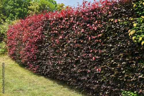 Purple Beech Hedge with Red Spring Growth along Garden