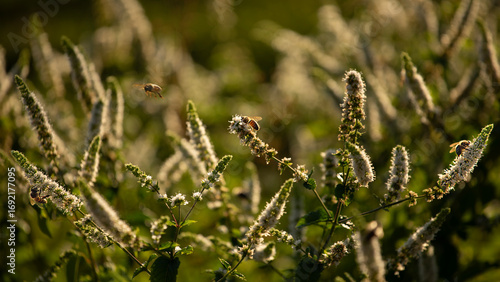 Abeilles butinant un massif de lavande un soir d'été au coucher du soleil et à la lumière jaune rasante.