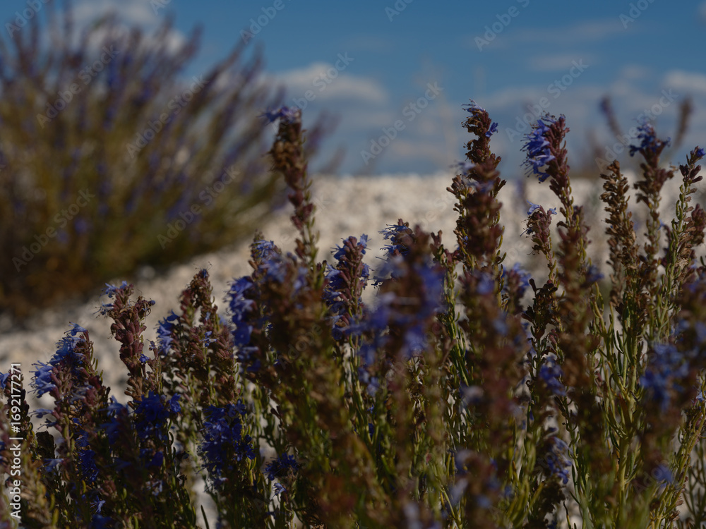 Fototapeta premium Close-up Purple Hyssop Flowers Growing in a Chalk Quarry