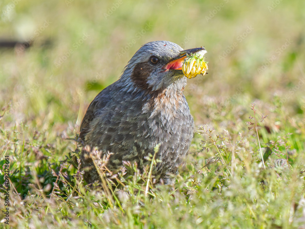 Obraz premium タンポポを食べるヒヨドリ