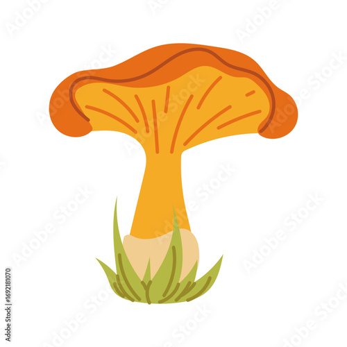 Large chanterelle mushroom in the grass. Flat color isolated illustration. Forest item. Mushroom picking. Single orange bright mushroom. Design for postcards. Picnic, hike, walk in the forest
