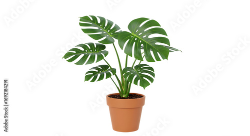 Monstera deliciosa plant in terracotta pot / Tanaman monstera deliciosa dalam pot tanah liat