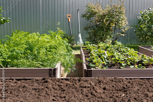 Vegetable garden with raised beds of carrots and strawberries, gardening tools visible in the background.