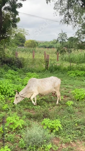 A Cow Grazing in A green agriculture Field, Cow in the field, Indian Cow in the field.