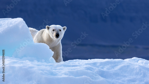 Polar bear, ursus maritimus, looks around the edge of an iceberg. Vikinge Bay, Scoresby Sund, Greenland. Blue background with space for text.