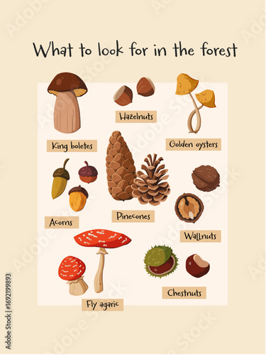 Cute Nursery Poster for children’s room with Illustrated Whimsical mushrooms, Pine cones, Acorns and Chestnuts. Forest and Woodland Nursery wall art.