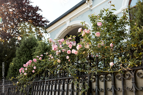 Romantic pink climbing roses blooming on ornate wrought iron fence near house