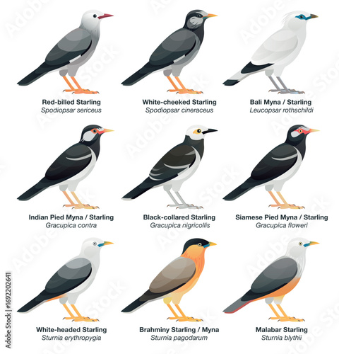 Another illustration collection set of starlings and mynas (mynah) found in Asia including Pied Mynas, Bali Myna, White-cheeked Starling, Brahminy Starling, Black-collared and Red-billed Starlings.