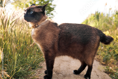 Mekong Bobtail cat standing on dirt path surrounded by tall grass in sunlight
