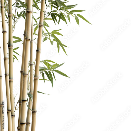 Natural Bamboo Plant Cutout High-Quality Photography