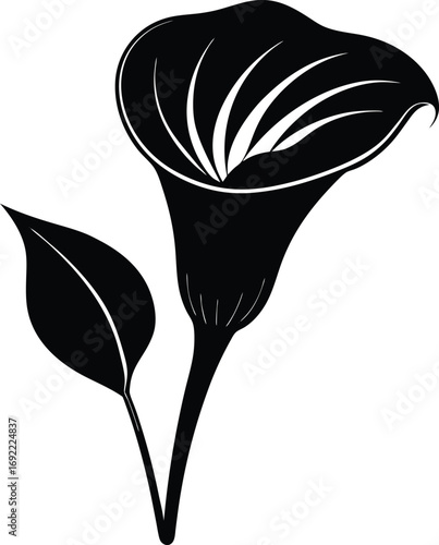 Calla lily flower botanical artwork elegant floral detailed Vector illustration