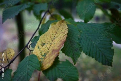 autumn leaves on the tree