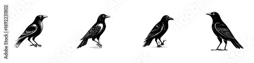 Collection of four black crow or raven birds in a graphic linocut style showing different poses isolated on a white background