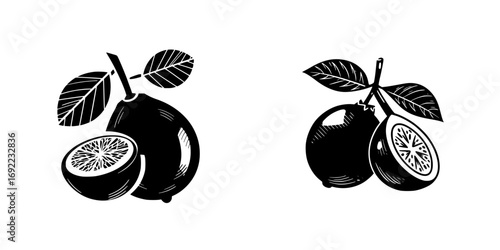 Black and white woodcut style lemon and lime citrus fruit on a branch with leaves and a cut half slice isolated on a white background