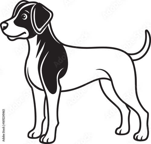 black and white dog