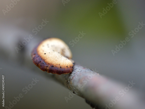 tree mushroom