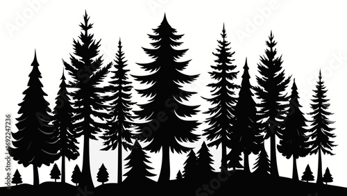 Silhouette of a dense evergreen forest with various pine trees against a white background