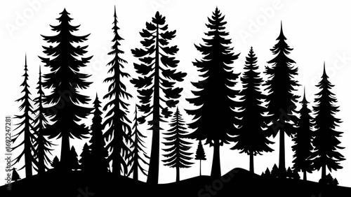 Silhouette of a dense evergreen forest with various pine trees against a white background