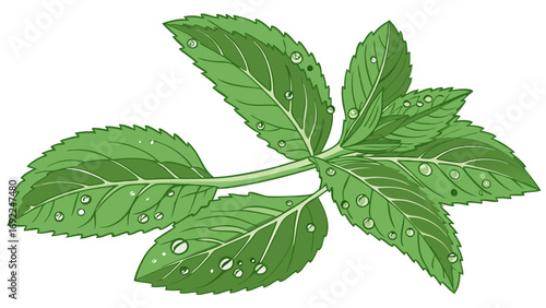 Fresh Mint Leaves with Dew Drops Herbal Illustration Green Plant Botanical Design.