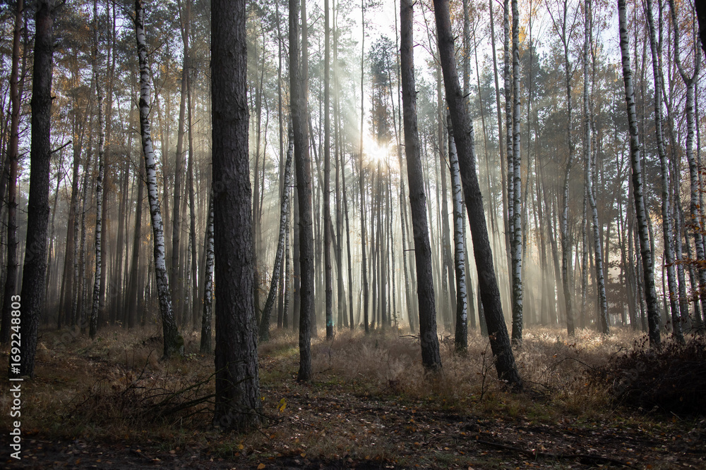 Fototapeta premium Brzozowy lasek