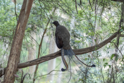 Lyrebird sitting on tree branch with tail fanned out