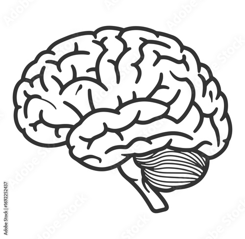 Simplified human brain anatomy outline illustration showing cerebrum and cerebellum structures