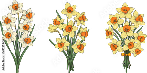 Beautiful daffodil flower bouquets, spring floral arrangement, yellow and white narcissus blooms, nature-inspired decoration, garden flowers illustration, botanical artwork