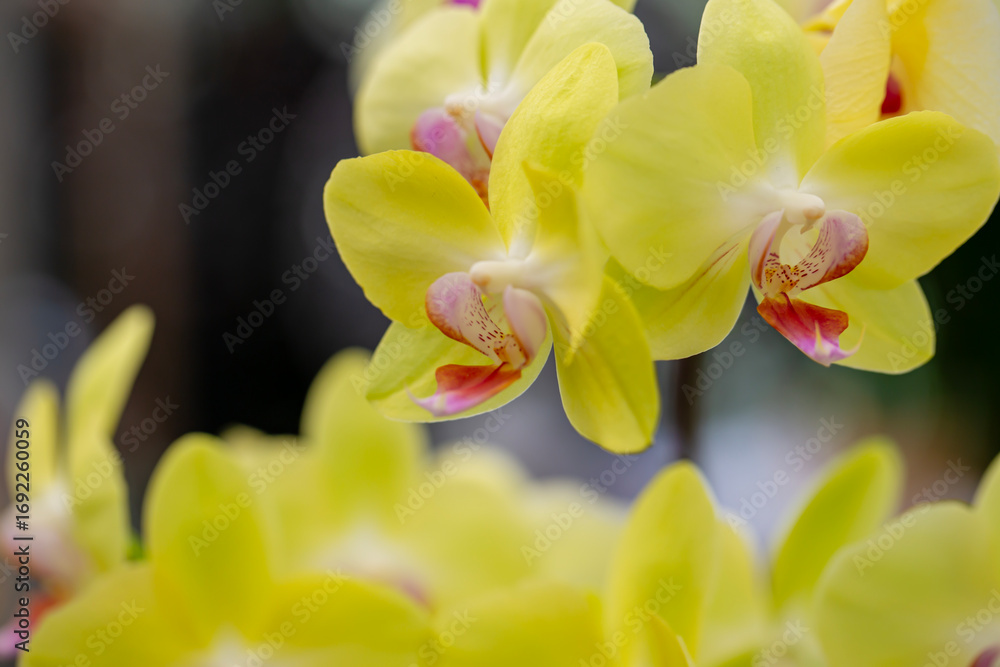 Fototapeta premium Fresh orchid in garden on day noon light.
