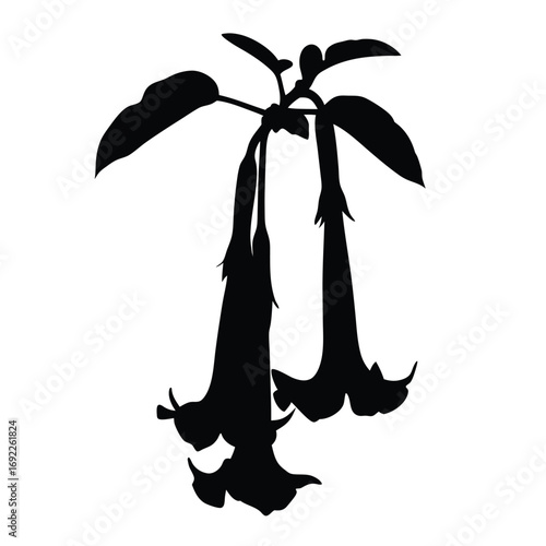 Silhouette of angel's trumpet flowers vector illustration botanical drawing floral design element art