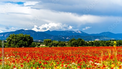 Red poppy field with mountains