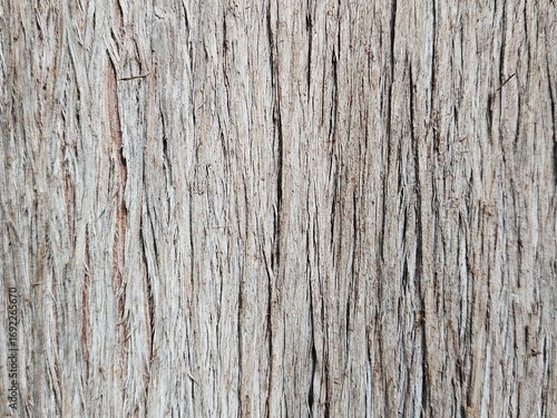 Close-up of weathered and fibrous tree bark. The detailed, stringy texture creates a perfect rustic, natural background for organic designs and wallpaper.