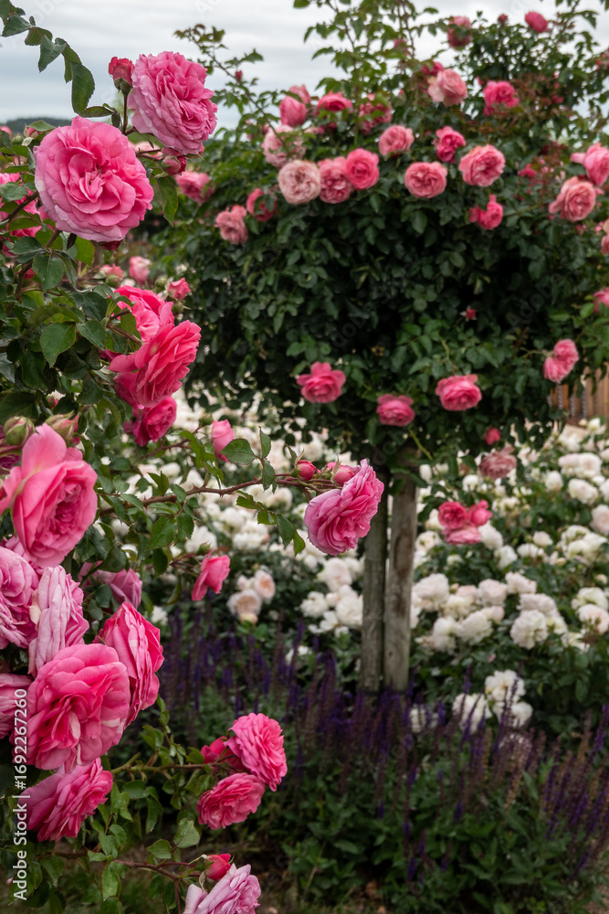 Close-up of vibrant red roses in full bloom, surrounded by lush green leaves and other roses, creating a picturesque scene in a garden setting Close-up of vibrant red roses in full bloom, surrounded by lush green leaves and other roses, creating a picturesque scene in a garden setting