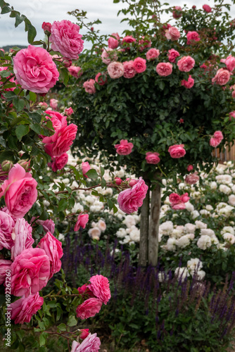 Close-up of vibrant red roses in full bloom, surrounded by lush green leaves and other roses, creating a picturesque scene in a garden setting