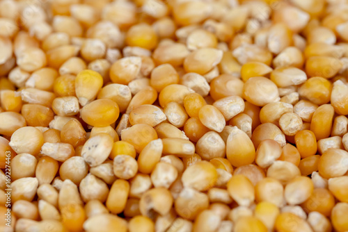 The fresh natural corn seeds 