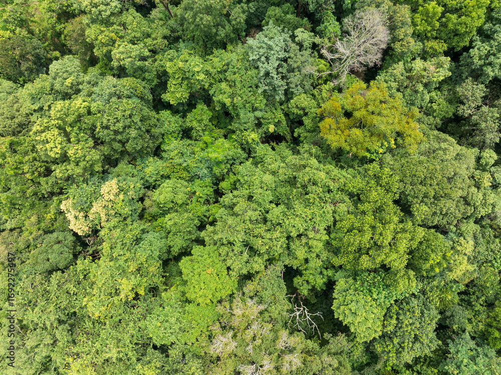 Naklejka premium Tropical forests can absorb large amounts of carbon dioxide from the atmosphere.