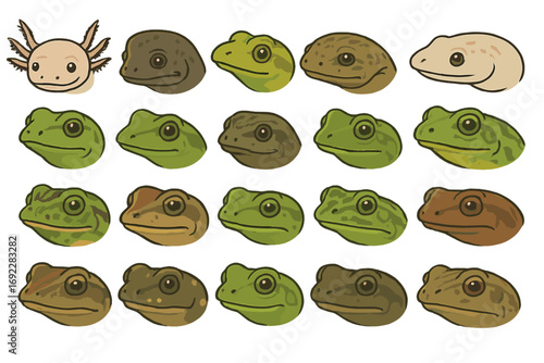 Different types of amphibian heads illustrated in a colorful and engaging style showcasing unique features and characteristics