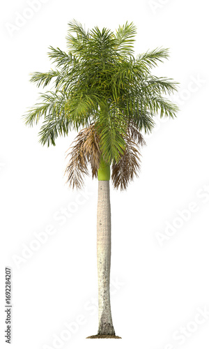 Roystonea regia palm tree isolated on transparent background. single royal palm tree isolated on transpa background. Cuban royal palm, or Florida royal palm. palm Corner leaves PNG transparent.