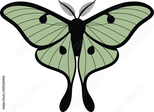Green luna moth vector illustration, symmetrical butterfly insect design, isolated clipart, nature inspired artwork, decorative moth drawing, entomology graphic