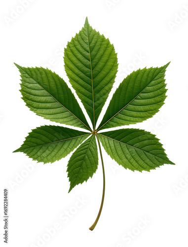 Buckeye leaf with compound structure and large leaflets