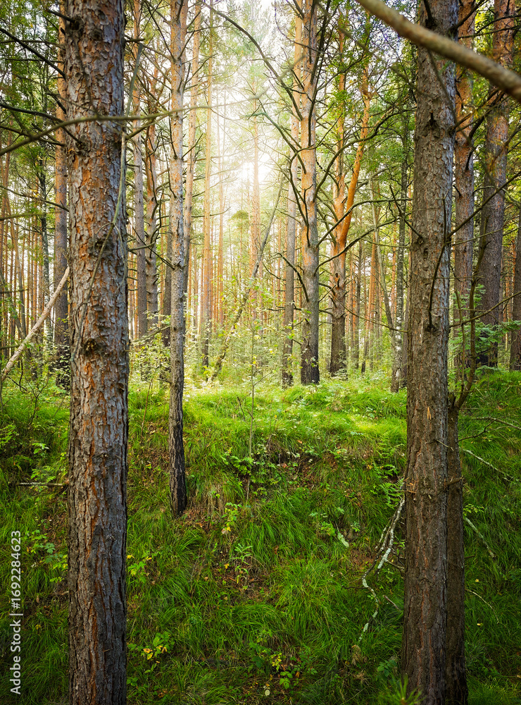 Fototapeta premium Morning light and sun rays in pine forest, green moss, natural background