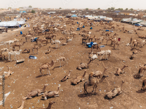 Aerial view of a dense gathering of camels and makeshift shelters under a hazy sky, creating a textured landscape of browns and tans, Nouakchott, Ksar, Mauritania.