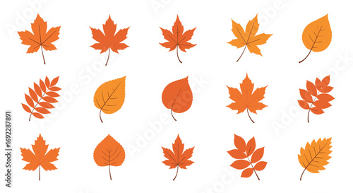 A collection of diverse autumn fall leaves in various shapes and warm orange hues displayed on a clean white background