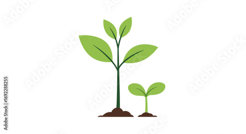 Understanding plant growth stages from seedling to mature plant development illustrated overview