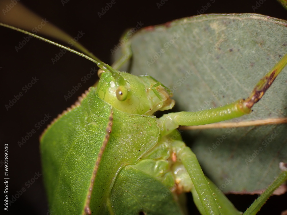 Φωτογραφία Hooded Katydid (Phyllophorella queenslandica)