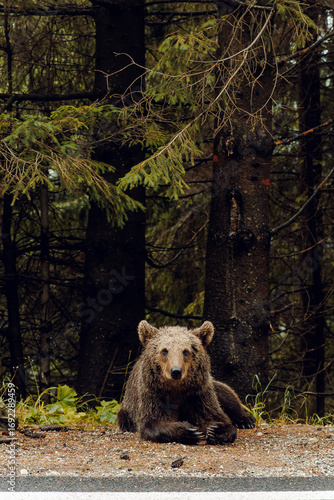 bear in the forest waiting for food in the Carpathian mountains